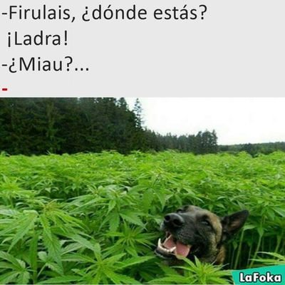 La vida son tristezas y alegrias asi de simple