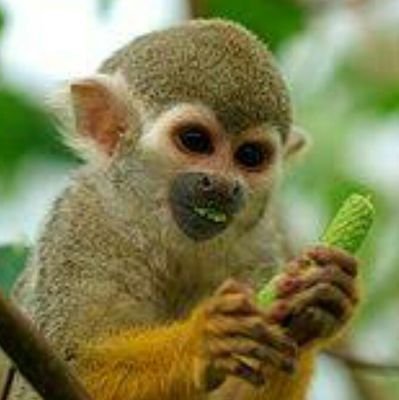 chy_cheese's profile picture. コツメカワウソ(28)💓
aikoに一生ついていきます💓
ときどきアカシック