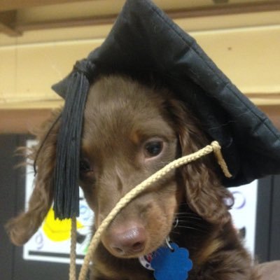 D_W_Humphrey's profile picture. My days are comprised of teaching writing online and napping with my dogs.