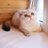 pet_amazon's profile image