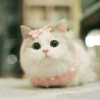 Sara Nagy (@saranag24902910) Twitter profile photo