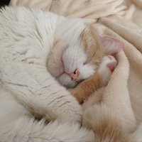 Hidey Samantha Thomas (@hidey8601) 's Twitter Profile