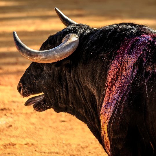 Cruda objetividad. #Bullfight no es una retransmisión taurina, es una corrida de toros sin maquillaje de ningún tipo. ¿Te atreves a verlo?