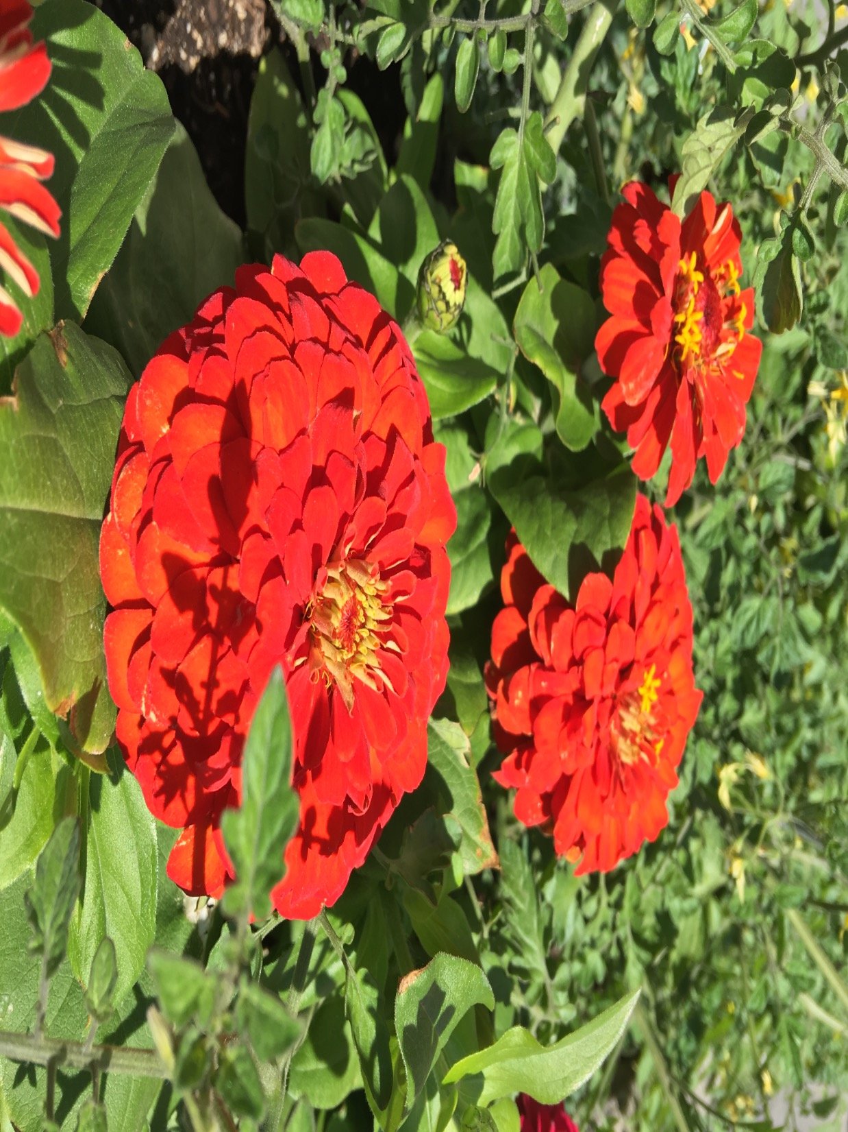 eLandscape2017's profile picture. ELandscape helps people build their ultimate landscape dreams by connecting homeowners with verified contractors in their area.