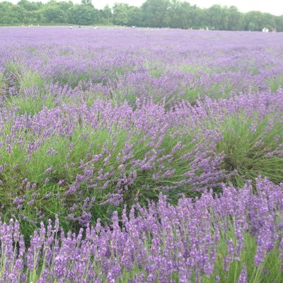 LJP75's profile picture. Still working on my Twitter bio!