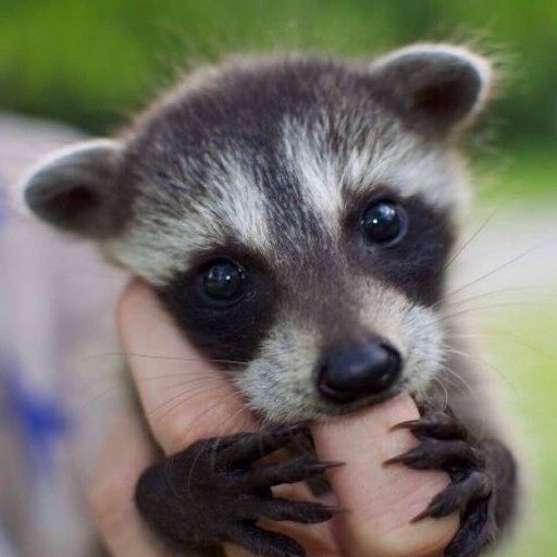 Your Number 1 Spot For Amazing Animals Daily.