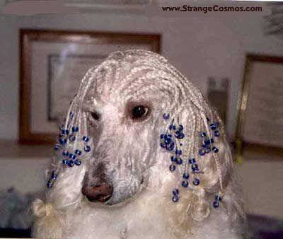 shot1org's profile picture. 