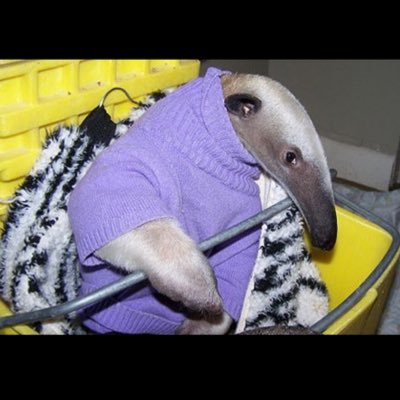 Dylanthomas_o3's profile picture. 13