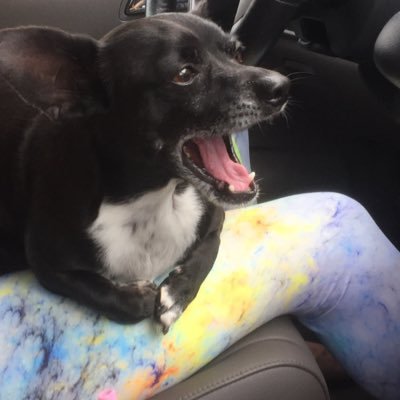 Co Owner Adam On Twitter Adam Universal Studios Roblox Guest - co owner adam