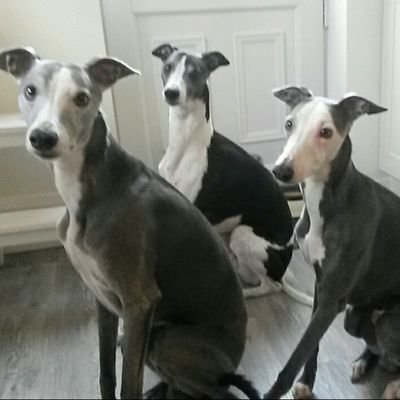 Oscar Rupert & Noah the whippets.
Uncles to Italian Greyhounds Harvey @IGmonster2212 & ickle Wilf the puppy.