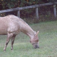 Rhonda Sternowski (@rhondasternows1) 's Twitter Profile