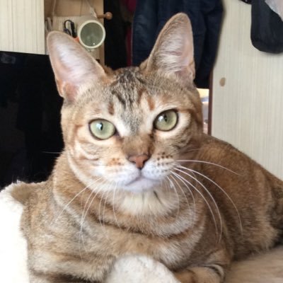 猫が大好きで、猫に1日の殆どを使っています。 愛猫 彩月(あずき)♀(8才) 、乃空(のあ)♂(5才)、羅希(らき)♂(5才)双子です、望那(もな)♂(3才)です。 上の写真の子は、萌花(もか)♀で(7才)で🌈の橋へ旅立った子で、忘れられない子です😢猫好きナースです❣️よろしくお願いいたします😌