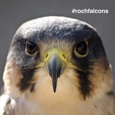 News and updates on Rochdale's Peregrines and raising awareness of urban Peregrines throughout the UK. Not associated with Rochdale Council.