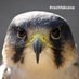 Rochdale Peregrines (@rochfalcons) Twitter profile photo