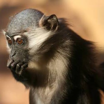 生息地:本州など 特徴:冷涼で湿潤な気候を好む幻の動物。宇宙とか好き。知能はあまり高くないようだ。好物:宇宙/系外惑星/惑星科学/宇宙物理学etc.