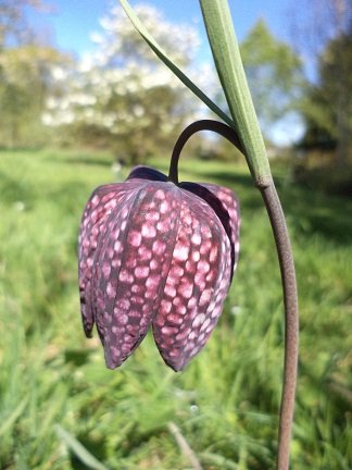 Professional Gardener / Garden Design / ex-Pershore Student / All tweet photo's my own - Horticulture / Wildlife / Fun, Laughter & Eating Cake !