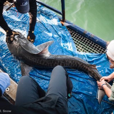 I'm an immature male 5.7ft tiger shark tagged and released on the M/V OCEARCH during #LowCountryExpedition! I love swimming and playing in the ocean!