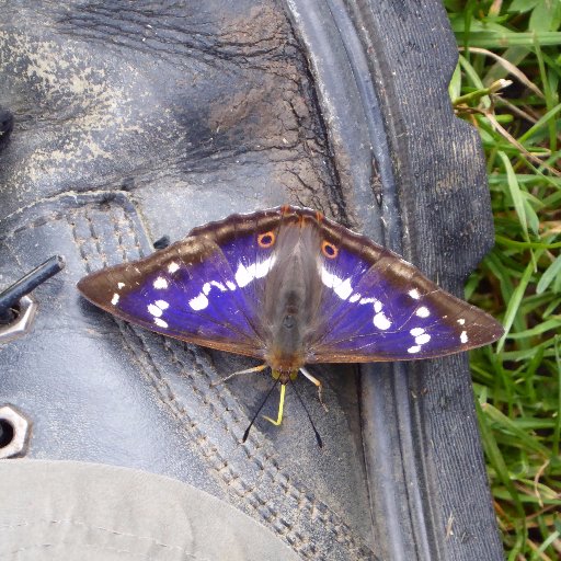 Herts & Essex birder,Butterfly enthusiast, if injustice makes you angry,even if it doesn't affect you personally, we will most likely get on.