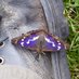 Laurence Drummond (@hertsessexbirds) Twitter profile photo Laurence Drummond (@hertsessexbirds) Twitter profile photo