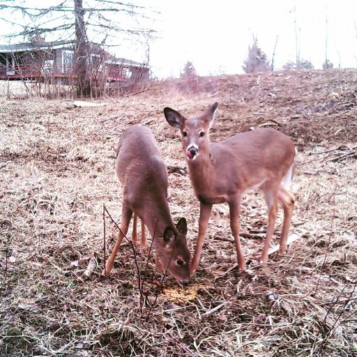 Sharing with the world all those amazing trail camera pictures that only a few get to see!