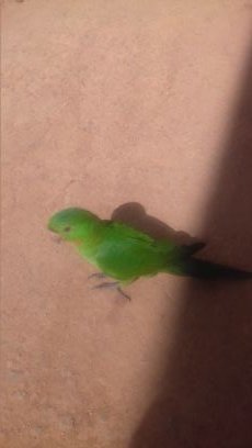 leo10772229's profile picture. suave e  feliz