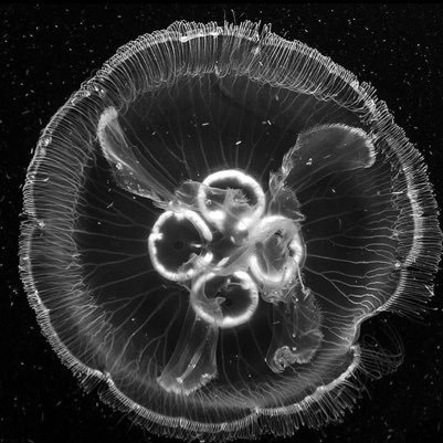 salutat1's profile picture. 