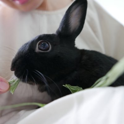 I am OochiMarais, an all black rescue bunny～ You can call me Oochi for short.