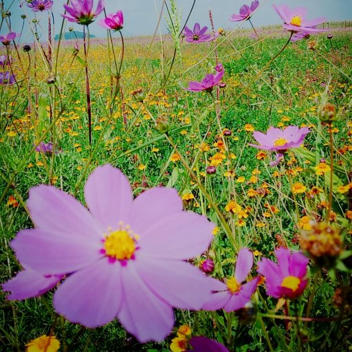 LosMirasolesMx's profile picture. Proyecto turismo rural auto sustentable
¡Proximamente!