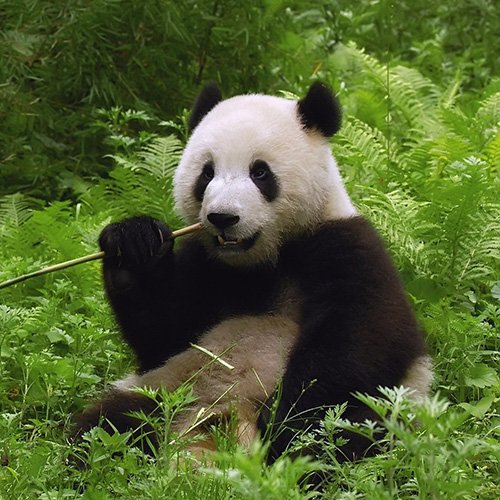 A BAMBOO man in bamboo fields at BambooWill. Love nature, love bamboo. Dream pursuer, self, husband, son.
Check more here: https://t.co/oqQ44elo2c