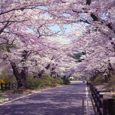 4月1日、大阪城公園で大規模花見、バーベキューします！史上最大規模になるイベント、みなさんきて😆 友達の友達と友達になりましょ！😆 詳しくは個人で^ - ^