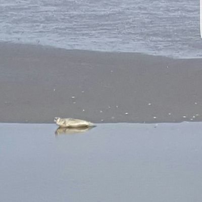 Dolfijn70's profile picture. 