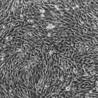 Driskell Lab (@driskelllab) 's Twitter Profile