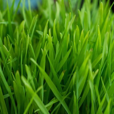 Producción Nacional de microvegetales y microgreens en ambiente con atmosfera controlada: 100% Ecologicos Hierba de Trigo,Cebada,Avena