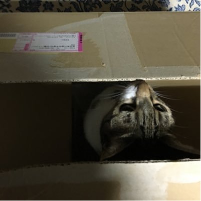 ur_ncs's profile picture. 30代、渋谷、IT系。好きなものは、お酒、美味いもの、猫、睡眠、たまに筋トレ。