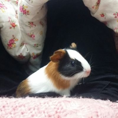 mitokie's profile picture. 프로필은 기니피그이지만 금붕어입니다