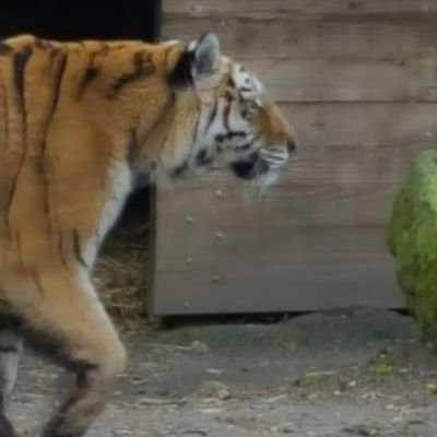 jvandermeer31's profile picture. Dierenarts, Volleybal, wielrennen, hardlopen en muziek