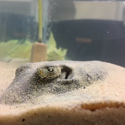 Our lab investigates how marine organisms interact with their biological and physical environments using their sensory systems.