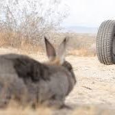 geaimoqueur81's profile picture. fibromyalgique 🤕.        cinéma 🥰 musique 🥰 chats mignons 😍.