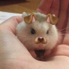 thtcollegegirl's profile picture. moody                   *i don't own all content*