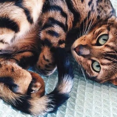 Briarpaw's profile picture. тнє вєѕт мєα∂σω¢ℓαη αρρяєηтι¢є, тнαт'ѕ αℓℓ!