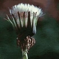 Seny13_'s profile picture. ★Nadia Belen★☆idola @nadialisima☆