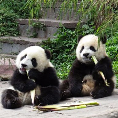 EatWithPanda's profile picture. We are group of students looking for restaurant and shop ideas for developement project of a zoo. We are open for advice and inspirations!