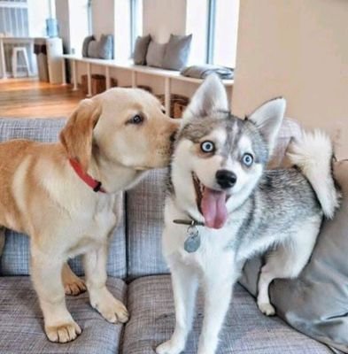 kuma_porco's profile picture. 