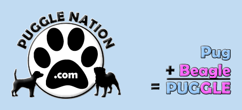 Looking to network with fellow Puggle Lovers!