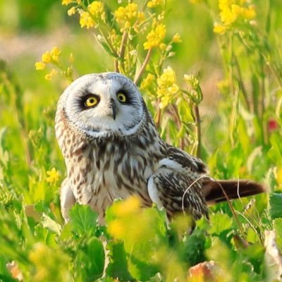 yoshiyoshi64jp's profile picture. 