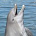 Dolphin Research Ctr (@DolphinResearch) Twitter profile photo
