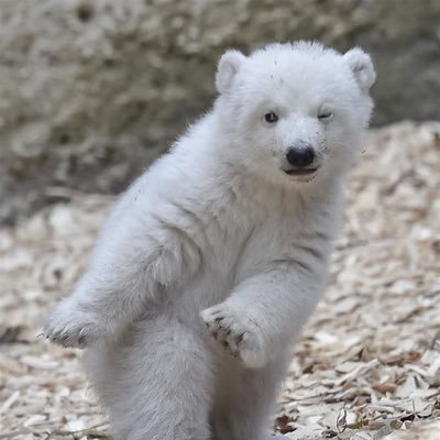 hi1883's profile picture. 성인입니다... 조용히 구독만하며 좋아하겠습니다... 살려주세요....근데 진짜 얌전하고 조용한 잡덕 성인 구독자입니다...🏀