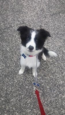 ashapup's profile picture. 