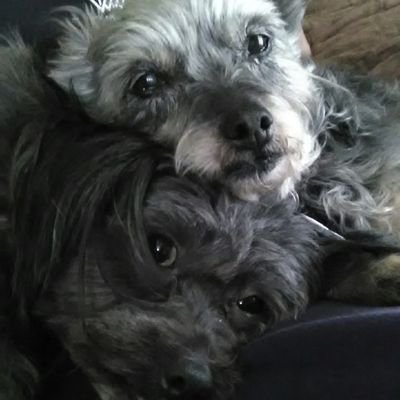 PrettyPuppiesJ's profile picture. Certified Dog Groomer. Yes, it is an art form! Lifetime dog lover. Supports dog Rescue/Rehab/Adopt. WE MUST BE THEIR VOICE!! #ADOPTDONTSHOP #ENDANIMALABUSE 🇺🇲