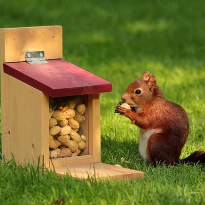 SaberAnimales's profile picture. 